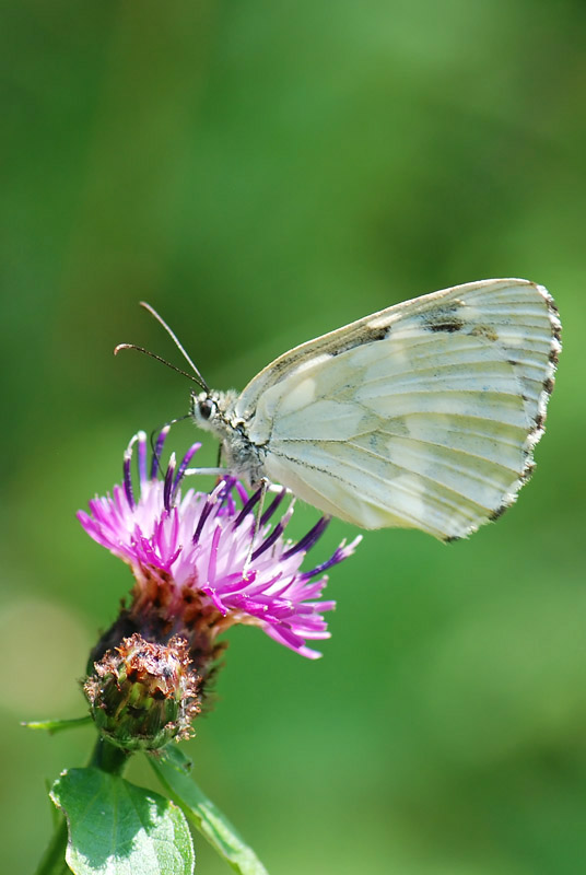 Melanargia galathea aberrante e altre forme, del Vicentino